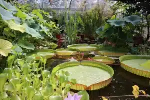 botanic garden